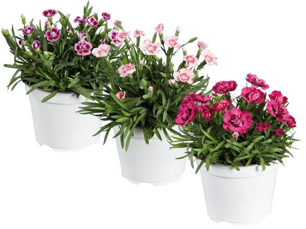 Dianthus