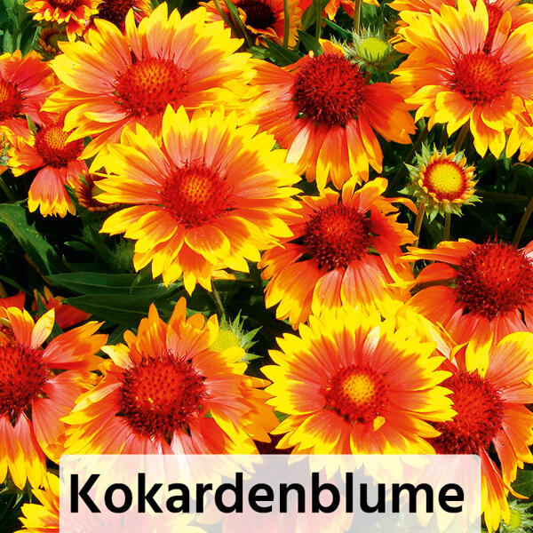 Stauden