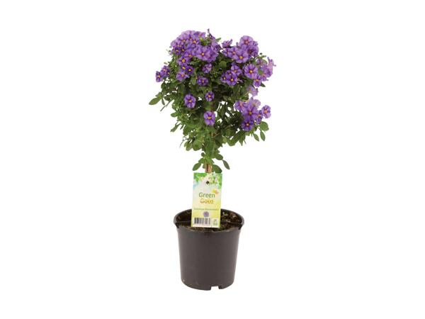 Opstammet terrasseplante