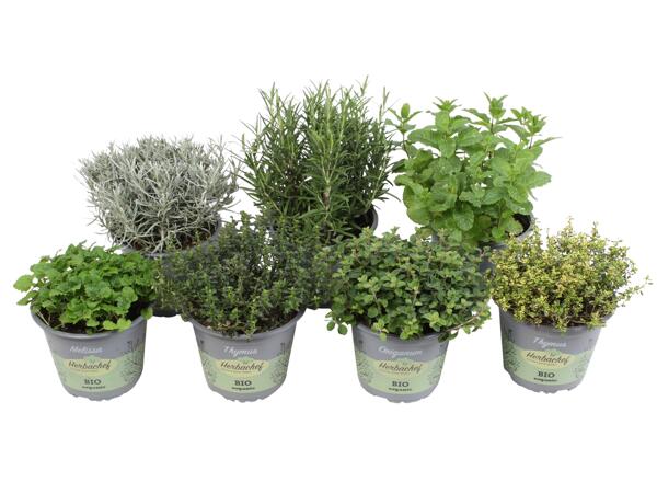 Potted Herbs
