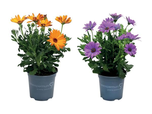 Spanske margueritter