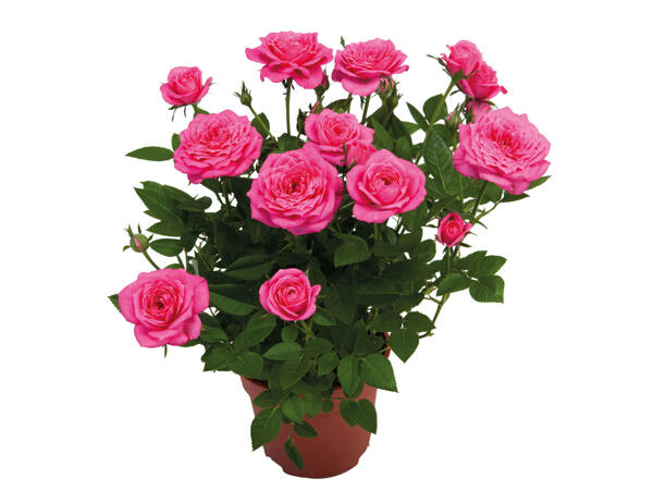 Rosier en pot