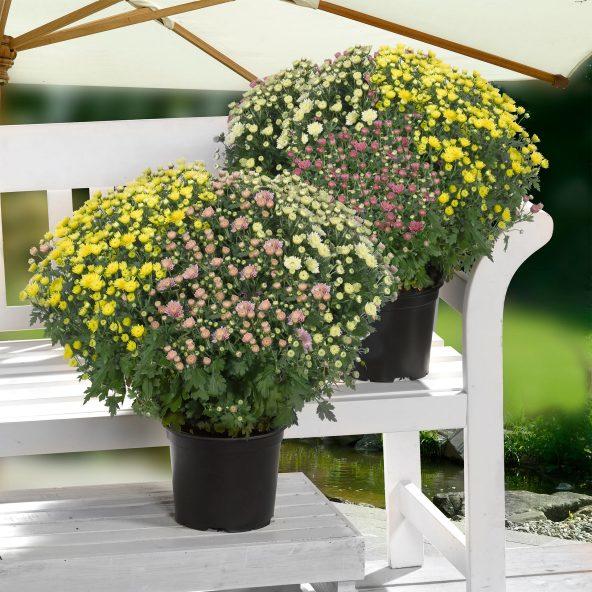 Krysantemum trio