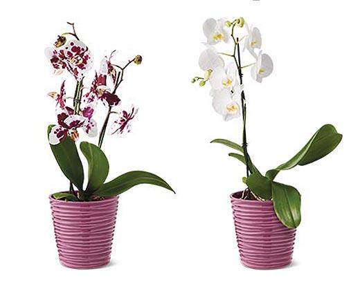 5" Easy Orchid Assorted Colors