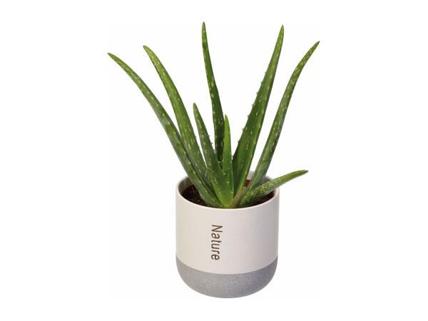 Assorted Easy Care Houseplants