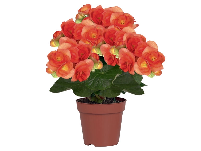 Flowering Plants