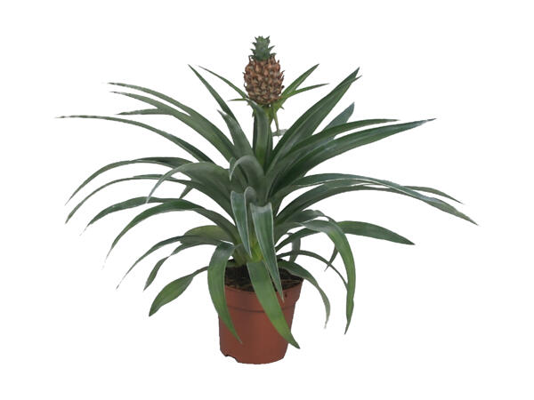 Ananasplante