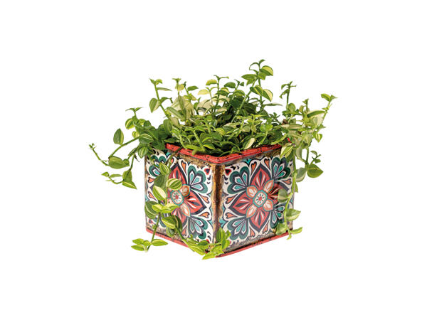 Plants in Ceramic