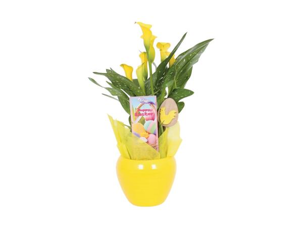 Easter Calla Lily