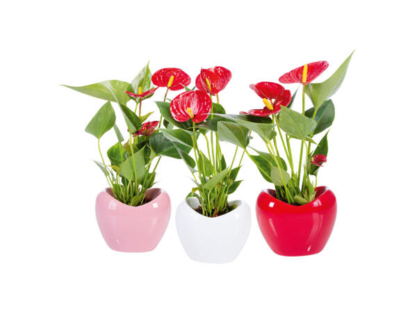 Rosenkalla i keramikkruka