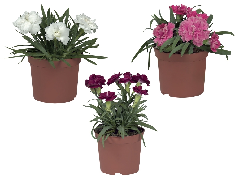 British Dianthus