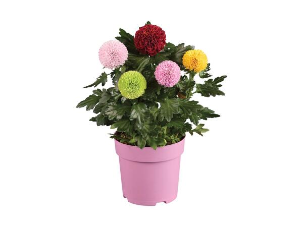 Chrysanthemum Flower Pops