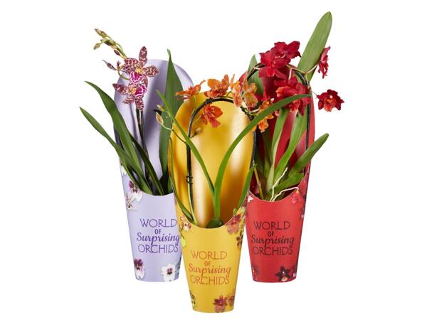 Orchids colorful