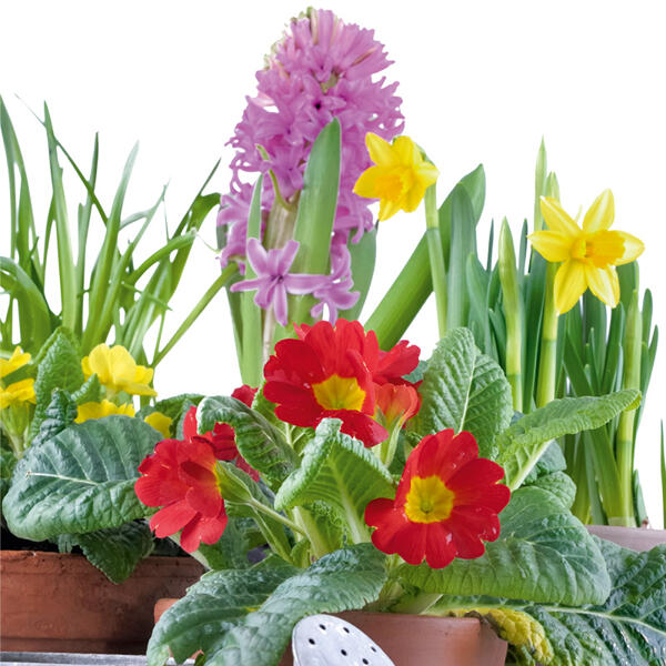 Frühlingsmix