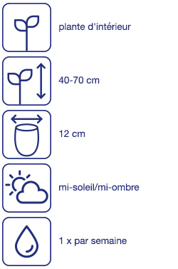 Orchidée