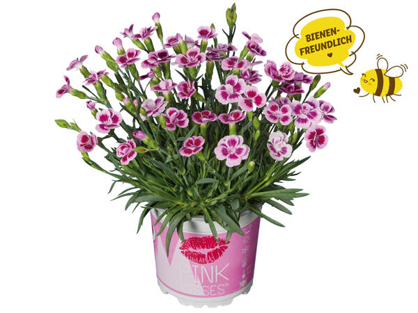 Dianthus „Pink Kisses"