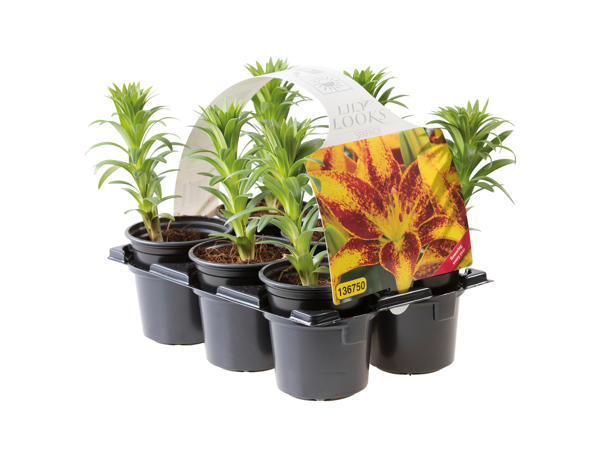 Asiatic Lilies1