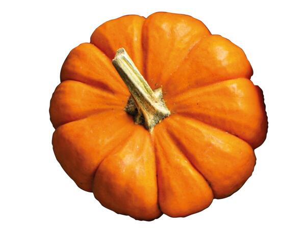 Extra Large Pumpkin