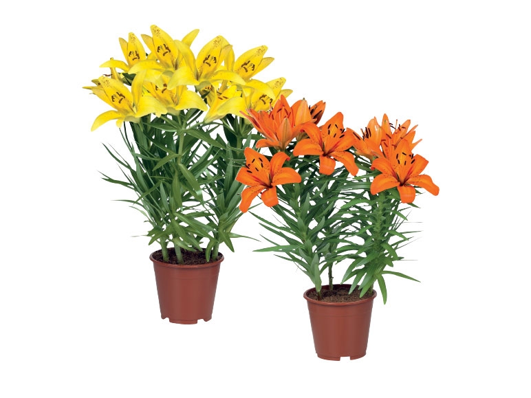 Asiatic Lilies