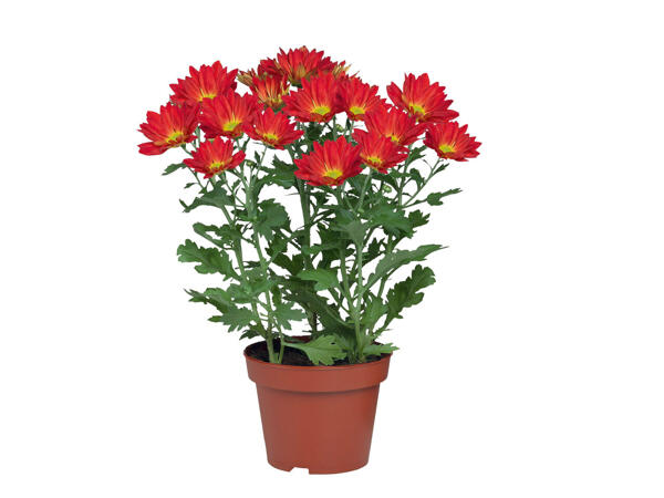 Chrysanthème