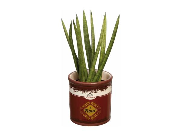 Plant in Mini Bucket