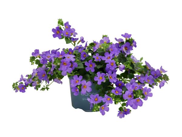 Bacopa