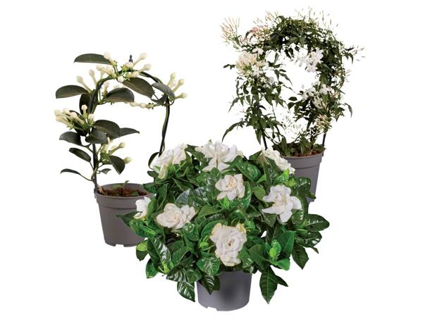 Stephanotis Jasmine or Gardenia