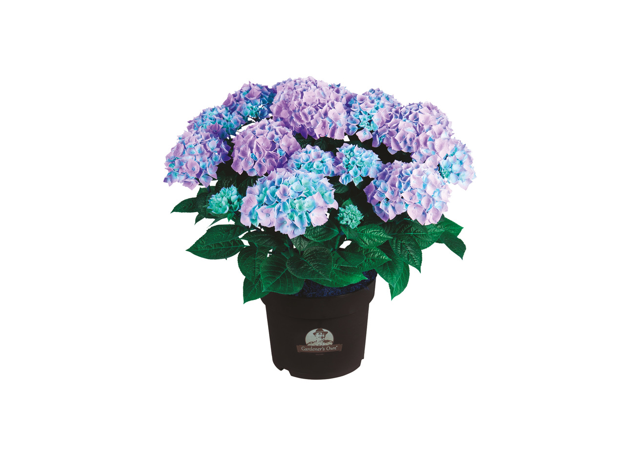 Stor dansk hortensia