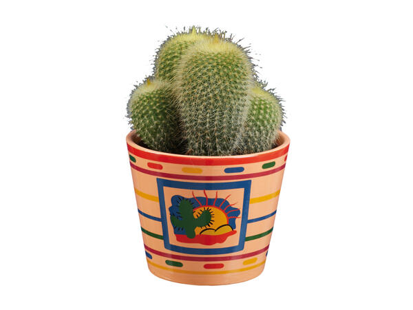Succulents in Ceramic Pot