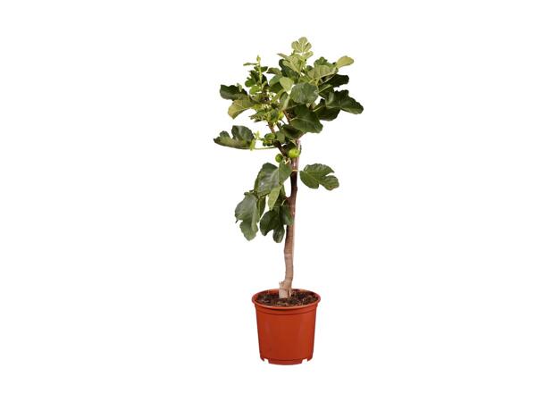 Fig Tree