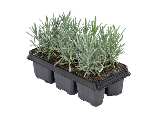Lavendel 6‘er bakke