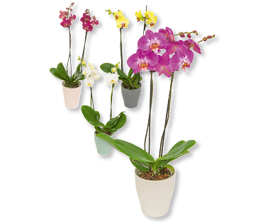 Phalaenopsis im Keramikübertopf