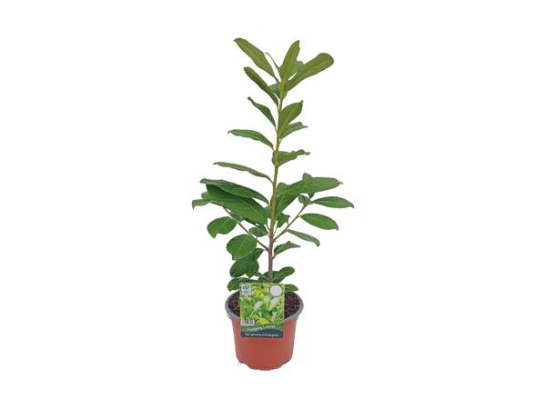 Hedging Laurel