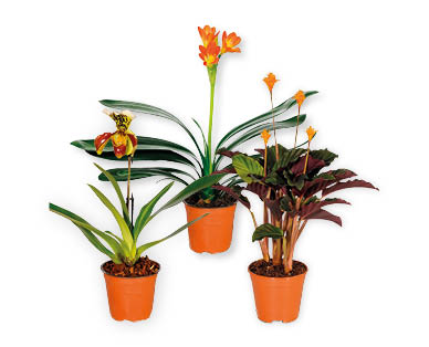 Plante fleurie rare