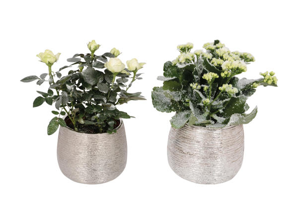 Plante à fleurs dans une céramique festive