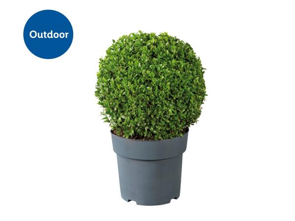 Buxus Ball