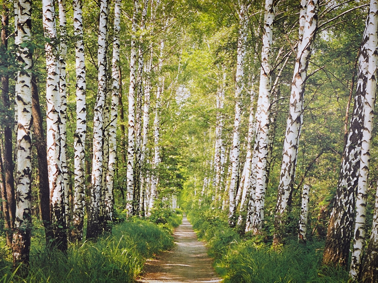 Photo Wallpaper