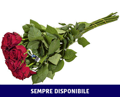 ROSE FAIRTRADE MAX HAVELAAR