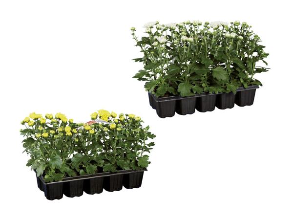 Chrysanthèmes "Garden Mum"