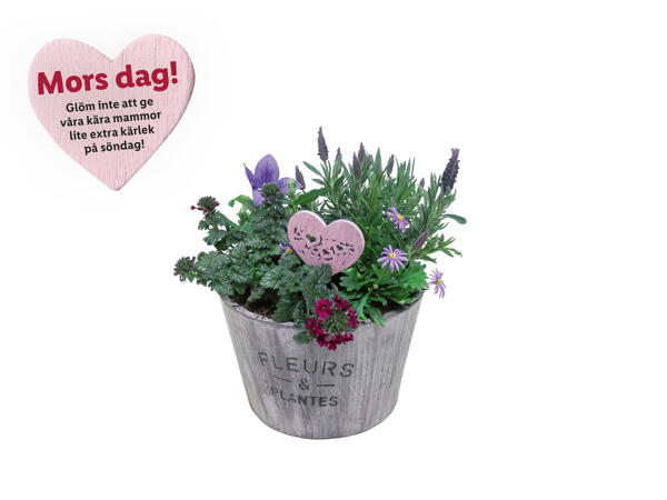Mors dagblomma i kruka