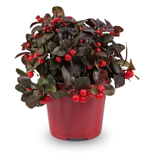 Gaultheria