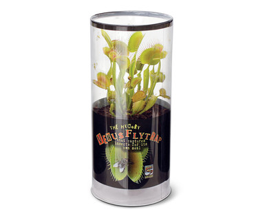 Venus Flytrap