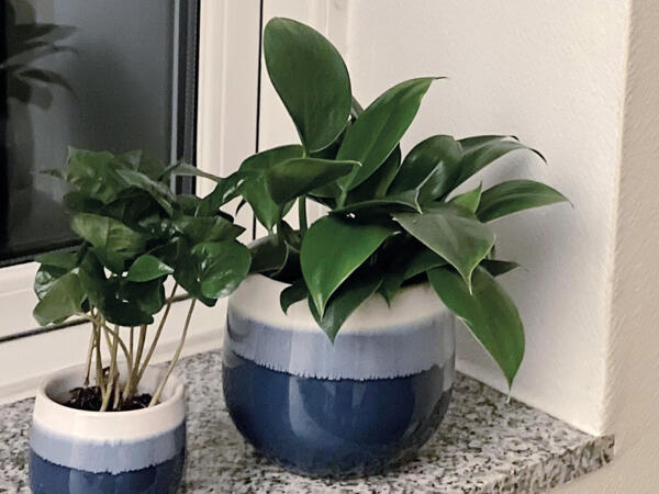 Grøn plante i keramik