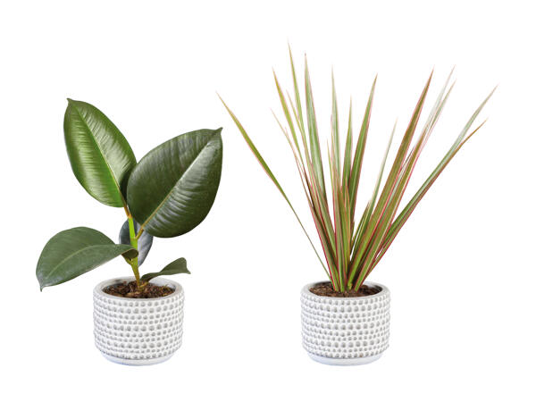 Plante verte dans un pot en céramique Greystone