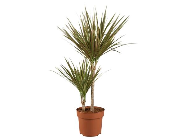 DRACENA MIX