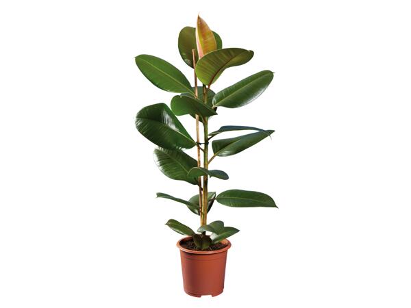 Green Plants