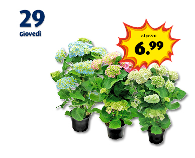 Ortensie GARDENLINE(R)
