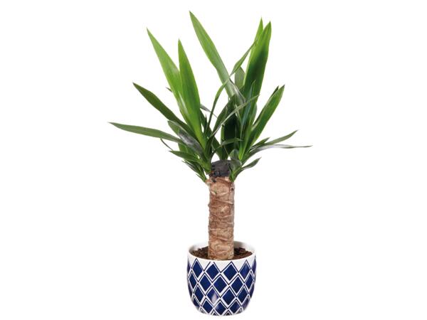 Green Plants