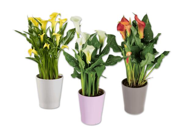 Calla im Keramiktopf