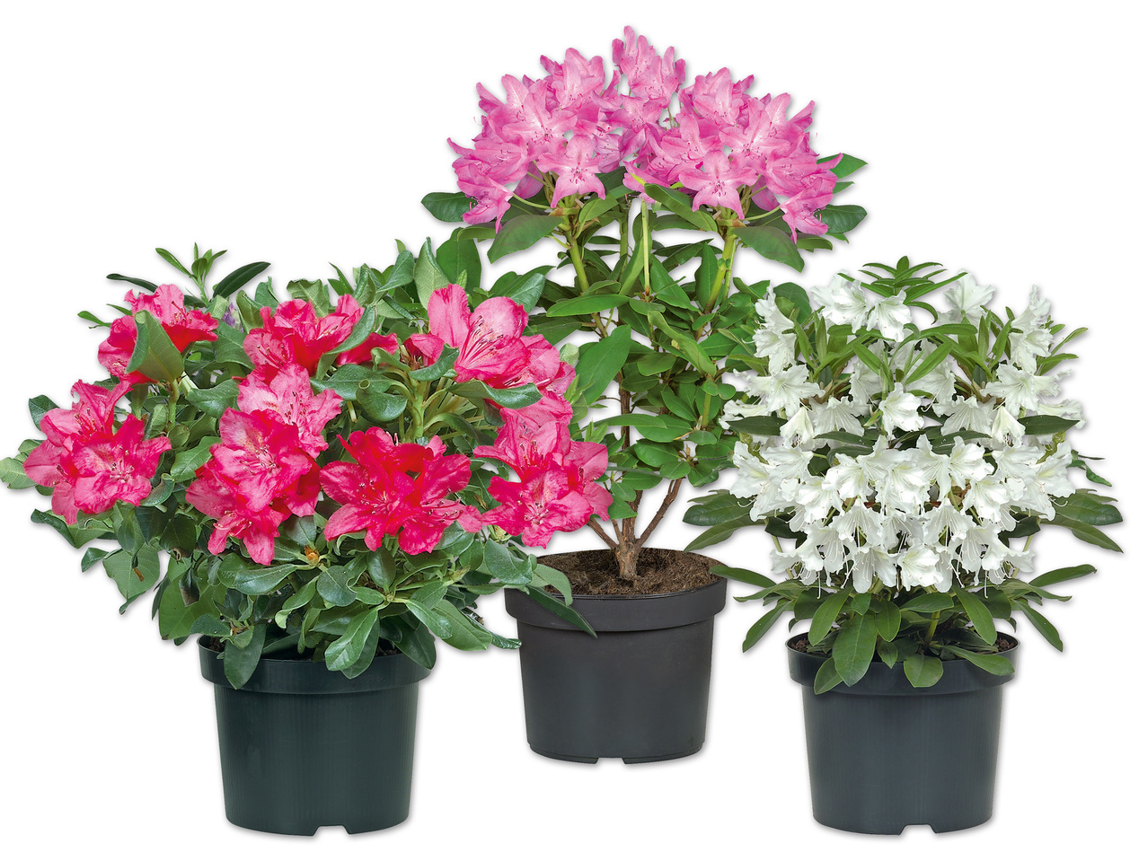 Rhododendron